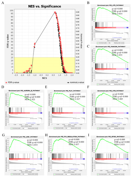 The results of GSEA enrichment analysis of stage III HCC genes from TCGA database.