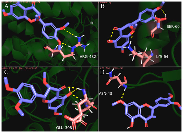 The results of molecular docking between quercetin and genes CHEK2, BAX, AR, PTGS2.