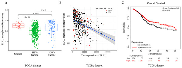 Relationship between PLAU methylation and HNSCC patients.