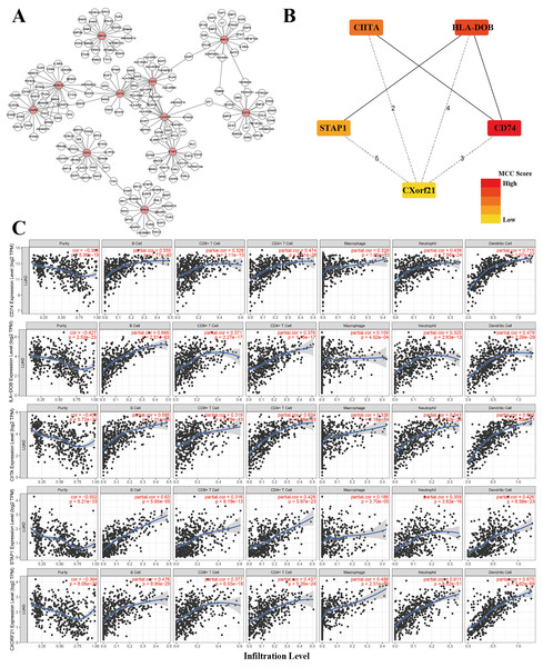 Co-expression network of genes in the model and TIMER analysis.