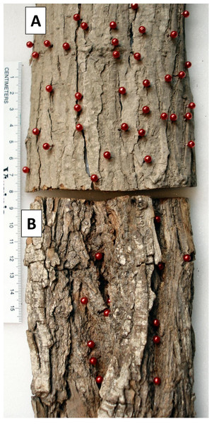 Comparison of two bark samples: view of outer surface.