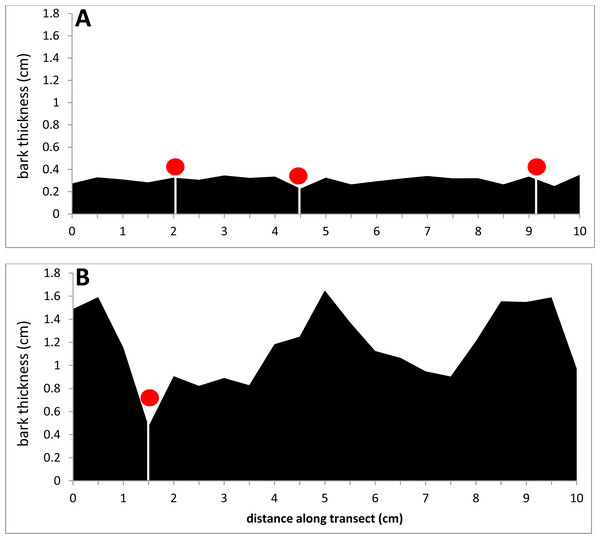 Comparison of two bark samples: in profile.