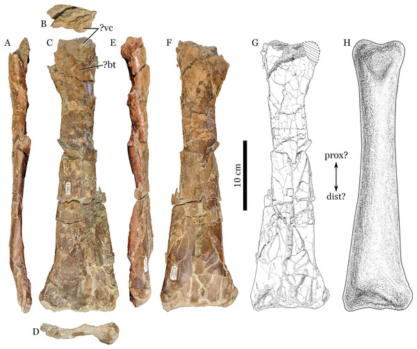 RAM 22574, ulna of Pterosauria indet.