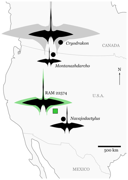 Significant discoveries of pterosaurs from late Campanian-aged terrestrial depositional environments in western North America.