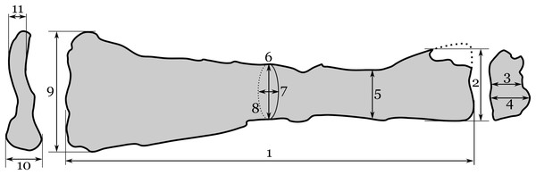 Interpretive drawing of RAM 22574, showing measurements taken here.