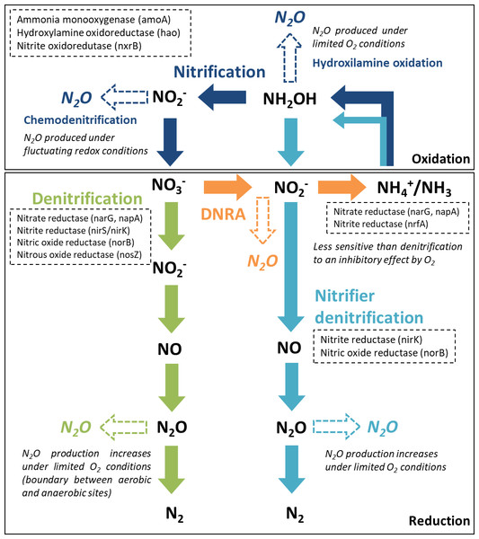 Major nitrogen cycle processes that produce N2O.