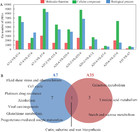 Comparative transcriptome analysis during seeds development between two ...