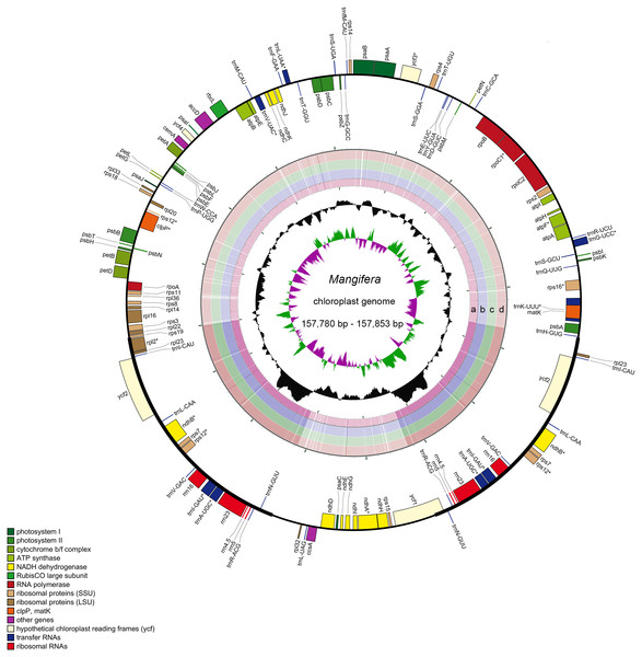 Sequence diagram of Mangifera chloroplast genomes.