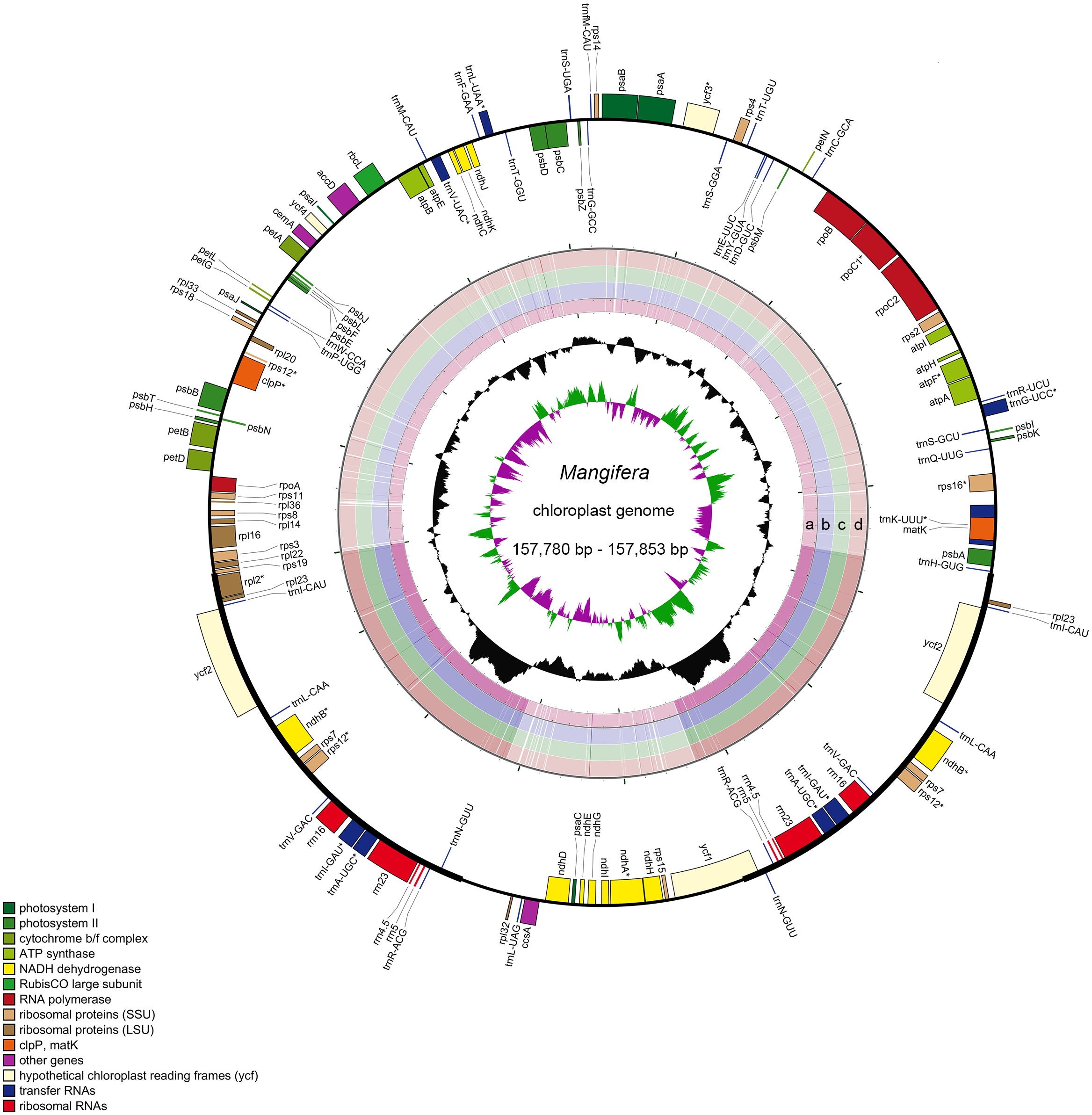 Comparative analysis of the complete plastid genomes of Mangifera 