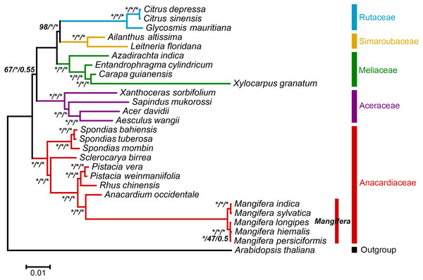 ML phylogenetic tree of five Mangifera species with 21 related species in the Sapindales based on whole chloroplast genome sequence.