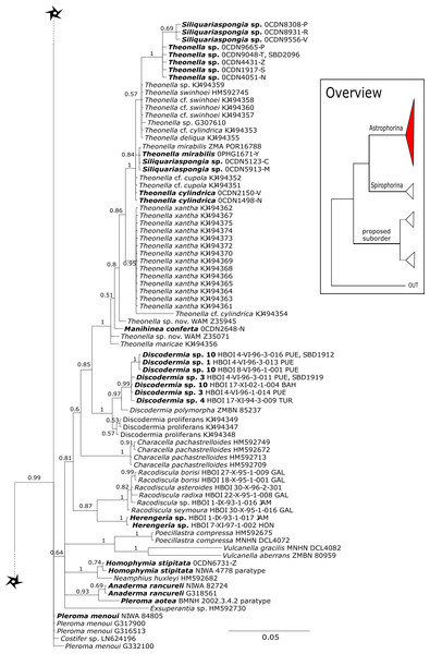 Cox1 phylogeny continued.