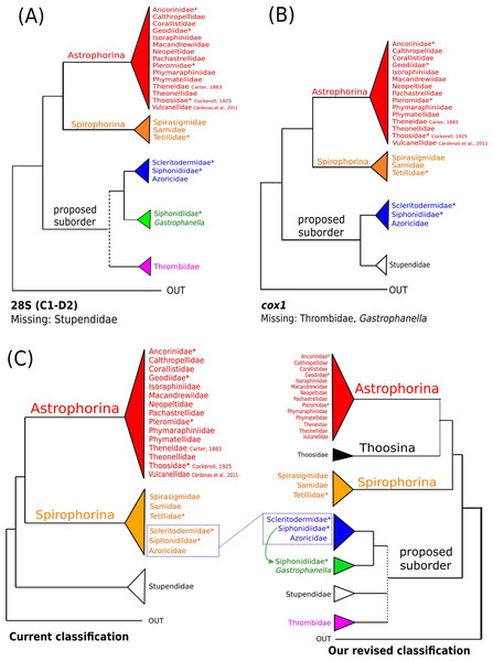 Schematic summary cladograms obtained from the 28S and cox1 phylogenies indicating the higher-taxa relationships within the order Tetractinellida.