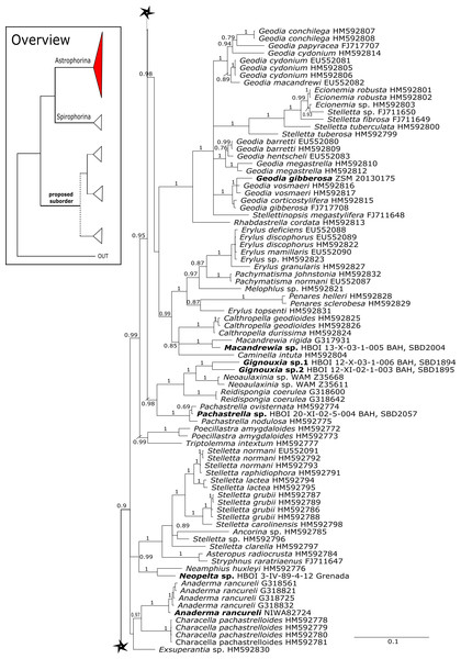 28S phylogeny continued.