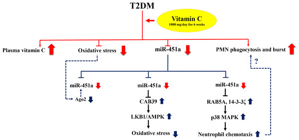 Proposed mechanism of the effect of miR-451a in response to vitamin C supplementation.
