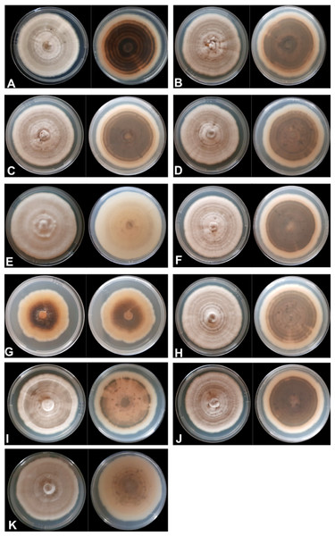 Mycelium appearance and color of 11 Colletotrichum spp. isolates.