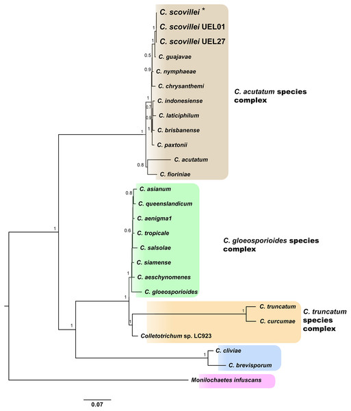 Bayesian phylogram of Colletotrichum species based on GAPDH, B-TUB, ACT, CAL and ITS gene regions inferred by BEAST.