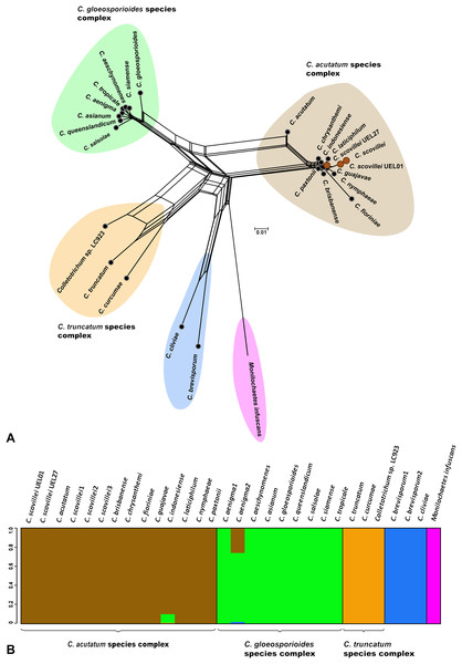 Phylogenetic relationships and Bayesian clustering of species of the genus Colletotrichum based on five genetic regions (GAPDH, B-TUB, ACT, CAL and ITS).