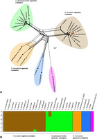 Phenotypic, Molecular And Pathogenic Characterization Of Colletotrichum ...