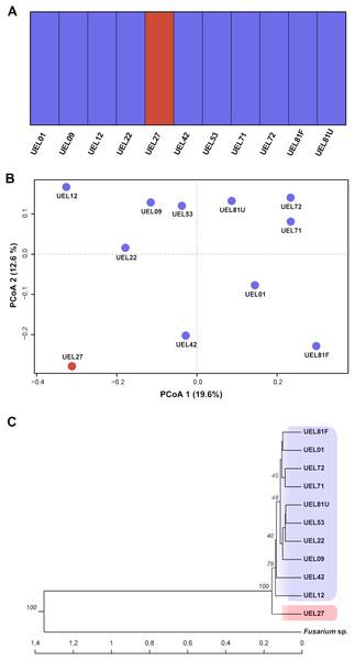 Cluster analysis based on 694 AFLP fragments showing the variability contained in the 11 Colletotrichum scovillei isolates.