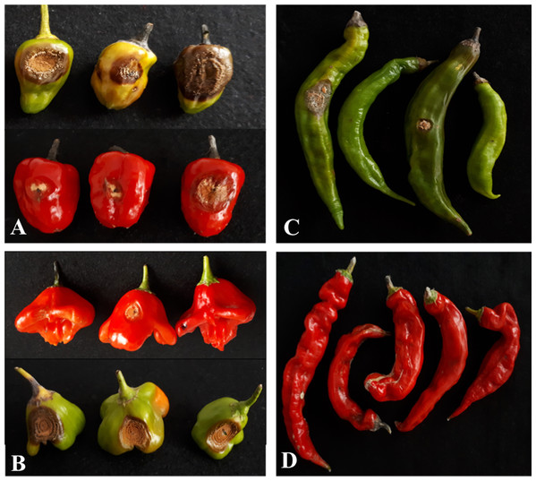 Pathogenicity of Colletotrichum scovillei on Capsicum spp. fruits seven days after inoculation.