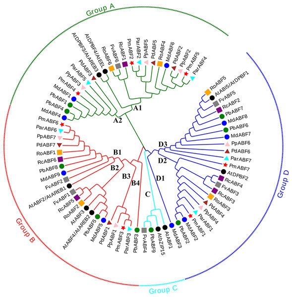 Phylogenetic tree analysis of ABF/AREB genes from nine Rosaceae species and Arabidopsis by MEGA.