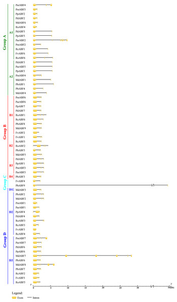 Gene structure of ABF/AREB genes in Rosaceae using the GSDS program.