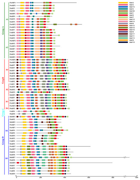 Conserved motifs distribution of ABF/AREBs in Rosaceae identified by MEME.