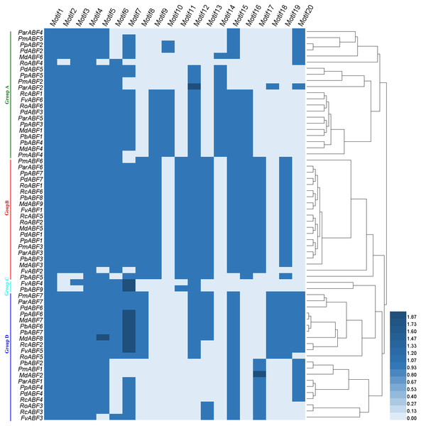 Heatmap with a phylogenetic tree of the conserved motifs composition of ABF/AREBs in Rosaceae generated by the type and number of motifs.