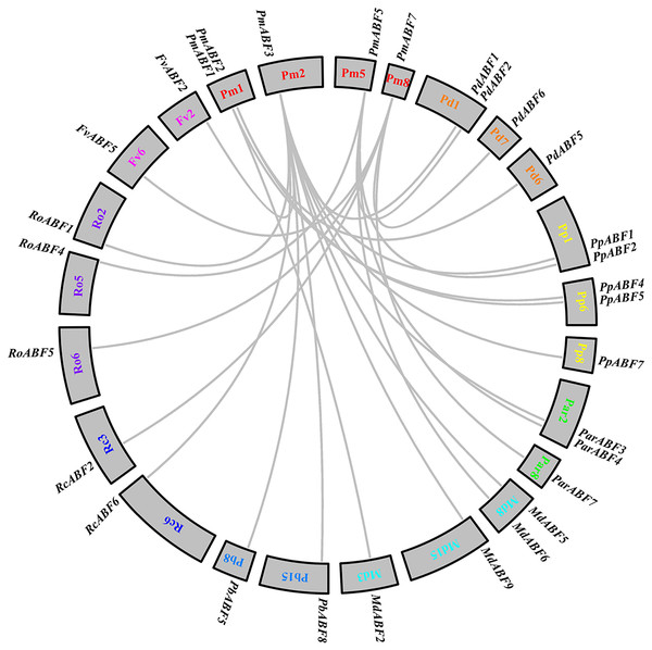 Interspecific collinearity analysis of the ABF/AREB genes.