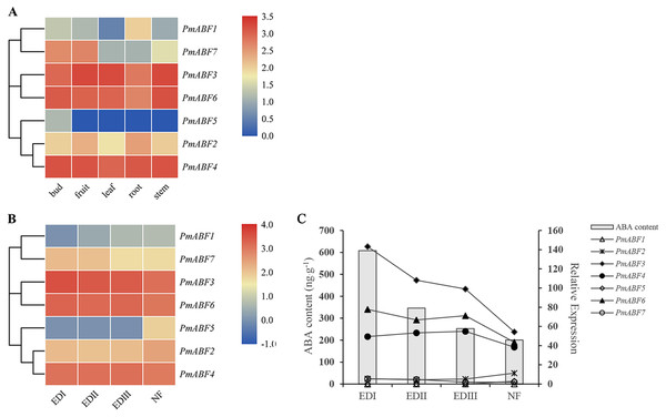 (A) Tissue-specific expression patterns of PmABFs. (B) Expression patterns of PmABFs in flower bud during dormancy stages. (C) The relationship between the expression of PmABFs and ABA content in flower bud during dormancy stages.