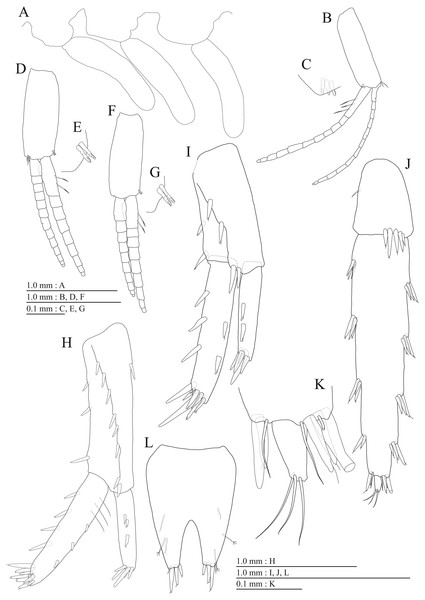 Holotype of Pseudocrangonyx kwangcheonseonensis sp. nov. (NNIBRIV35120).