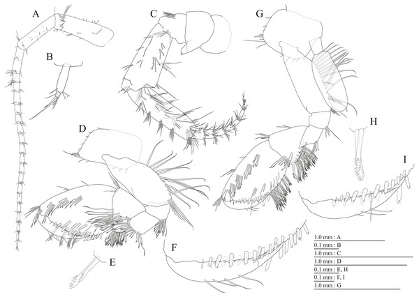 Paratype of Pseudocrangonyx kwangcheonseonensis sp. nov. (NNIBRIV39840).