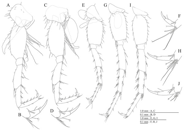 Holotype of Pseudocrangonyx hwanseonensis sp. nov. (NNIBRIV35118).