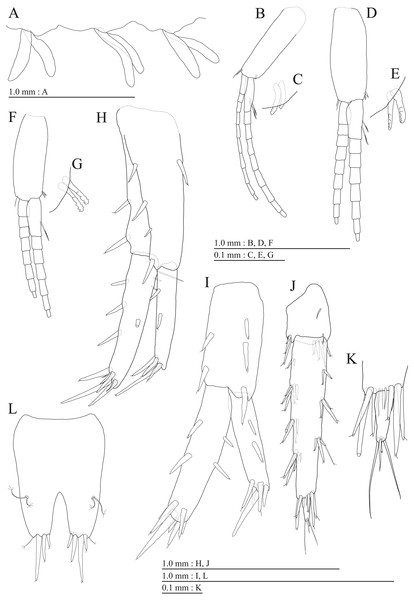 Holotype of Pseudocrangonyx hwanseonensis sp. nov. (NNIBRIV35118).