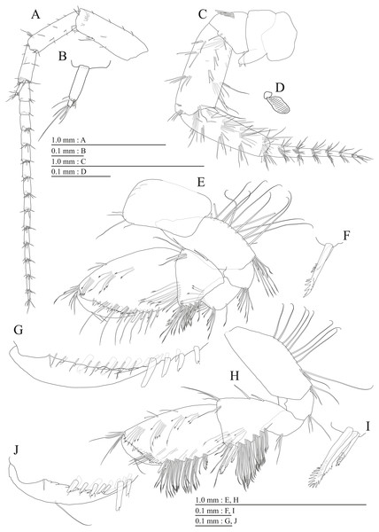 Paratype of Pseudocrangonyx hwanseonensis sp. nov. (NNIBRIV39837).