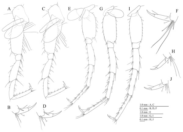 Holotype of Pseudocrangonyx deureunensis sp. nov. (NNIBRIV39838).