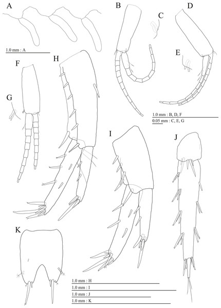Holotype of Pseudocrangonyx deureunensis sp. nov. (NNIBRIV39838).
