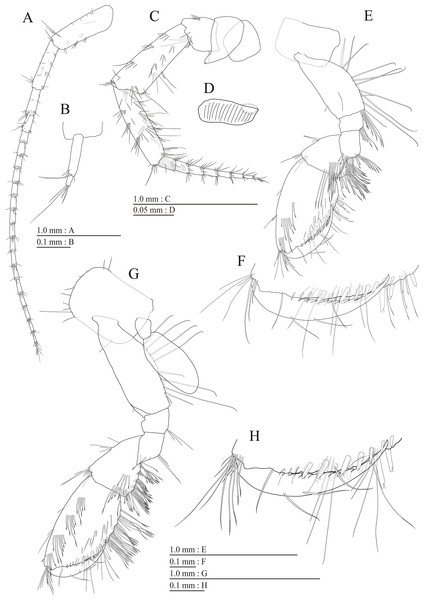 Paratype of Pseudocrangonyx deureunensis sp. nov. (NNIBRIV39839).
