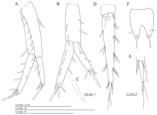 Paratype of Pseudocrangonyx deureunensis sp. nov. (NNIBRIV39839).