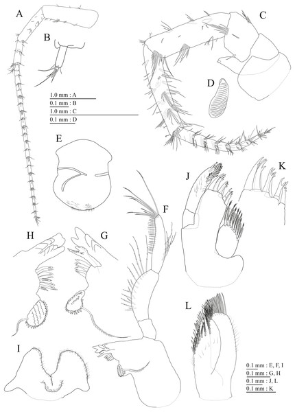 Holotype of Pseudocrangonyx kwangcheonseonensis sp. nov. (NNIBRIV35120).