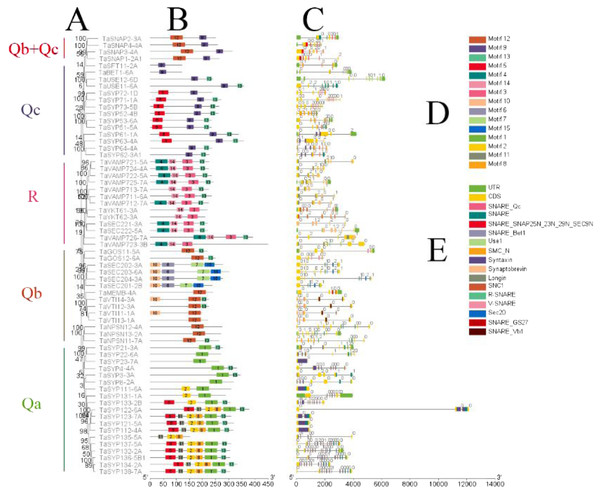Phylogenetic analysis, gene structure, domain location and motif compositions of the SNARE gene family in wheat.