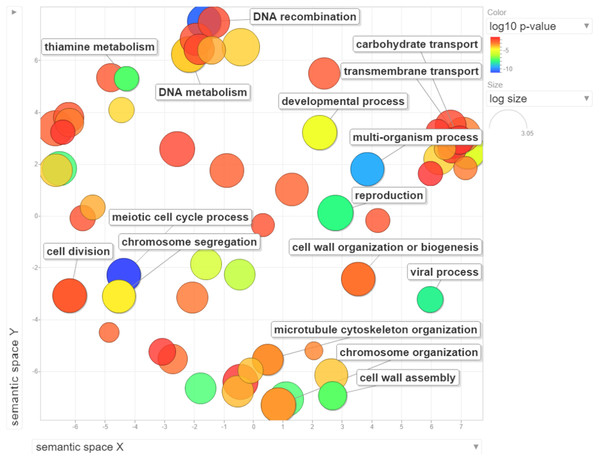 Visualization of GO enrichment analysis for differentially expressed genes under NP treatment.