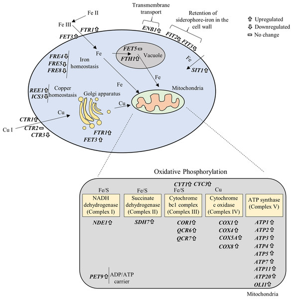 Gene–gene and gene–pathway interactions.