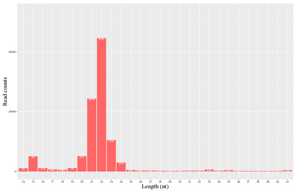 Statistics of miRNA length distribution in H group and L group of horse libraries.