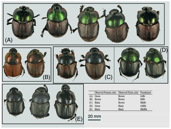 The observed morphospecies in Onthophagus proteus.