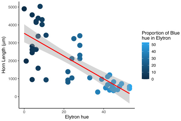 Horn length versus proportion of blue in male Onthophagus proteus.