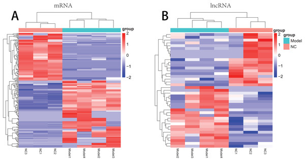 The clustering heatmaps for the differentially expressed mRNAs (A) and the differentially expressed lncRNAs (B).