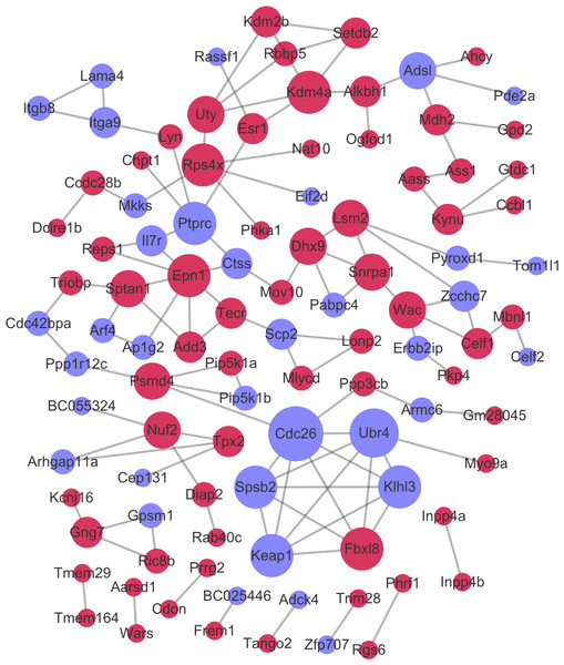 The protein–protein interaction network.