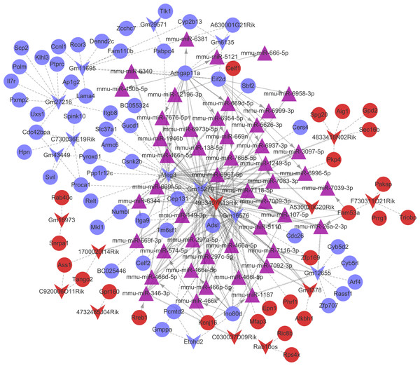 The competingendogenousRNA (ceRNA) network.