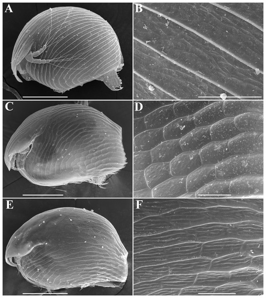 Alonella parthenogenetic females identified based on morphological characters.